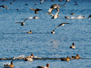 Pochard Duck - Kaczka Głowienka
